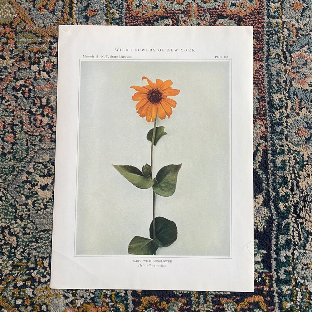 🖤5/$25 Botanical Plant Print Original over 100 years old Vintage Art